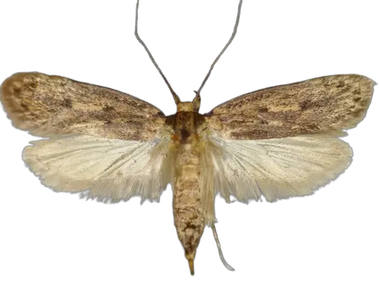 Brown House Moth (Hofmannophila pseudospretella) 