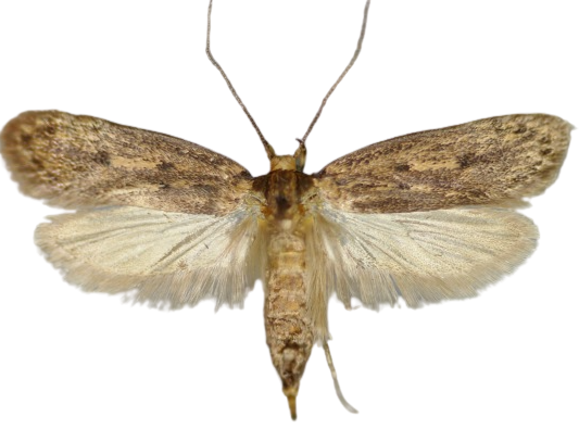 Brown House Moth (Hofmannophila pseudospretella) 