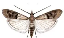 Indian Meal Moth (Plodia interpunctella) – 