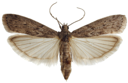 Mediterranean Flour Moth (Ephestia kuehniella) 