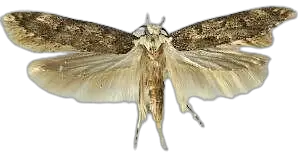 White Shouldered House Moth (Endrosis sarcitrella) — 