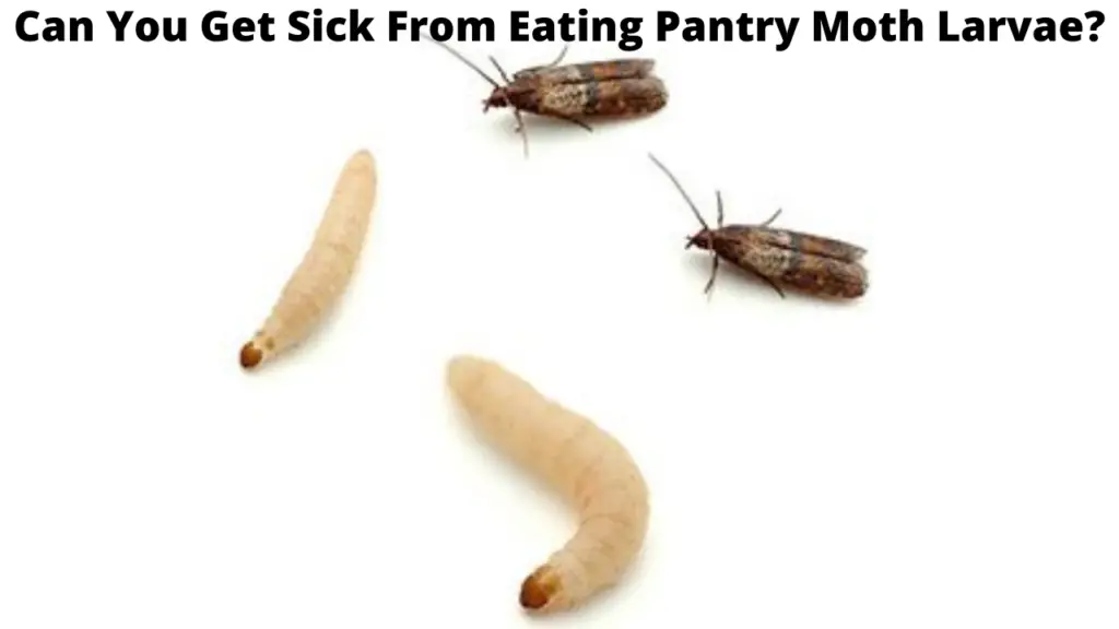 Can You Get Sick From Eating Pantry Moth Larvae