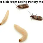Can You Get Sick From Eating Pantry Moth Larvae