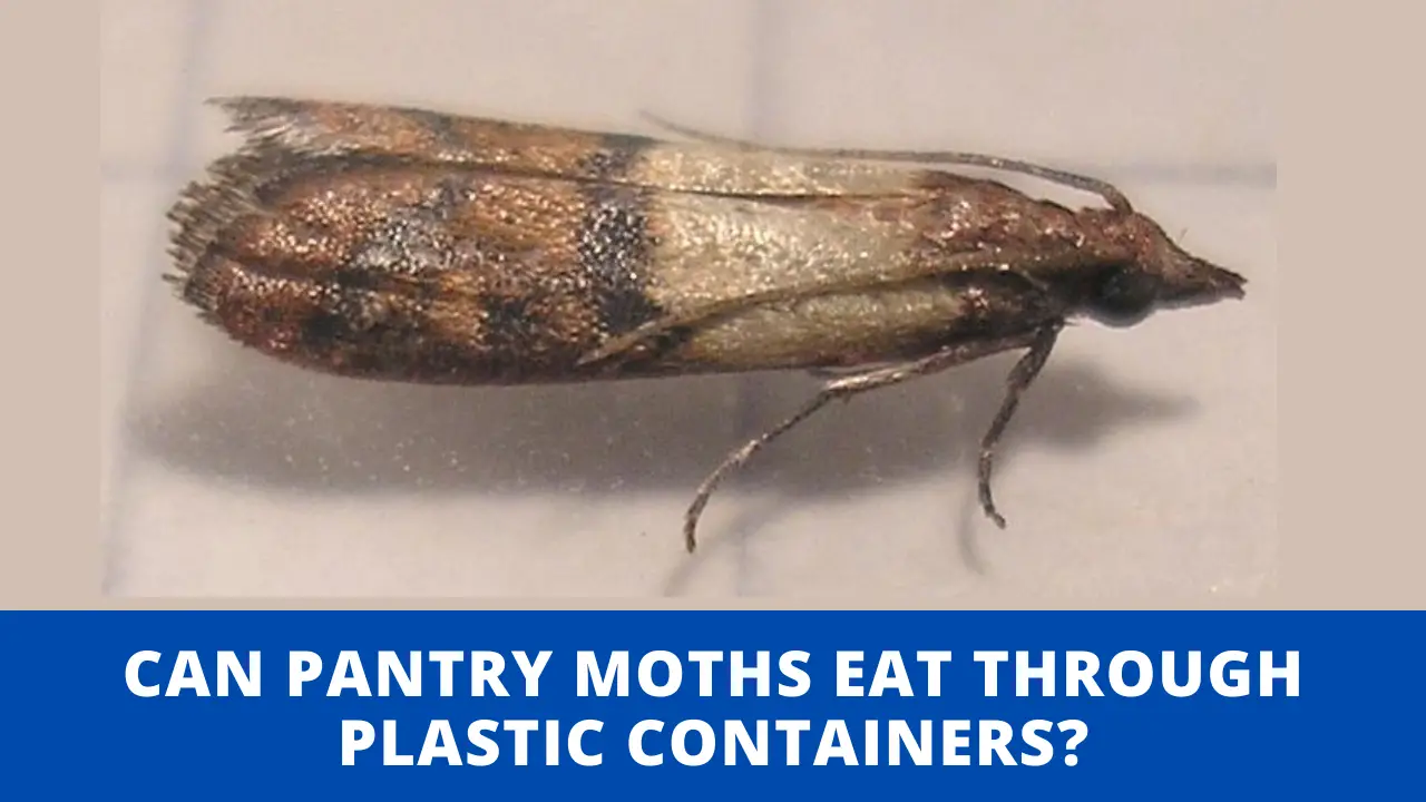 Can Pantry Moths Eat Through Plastic Containers