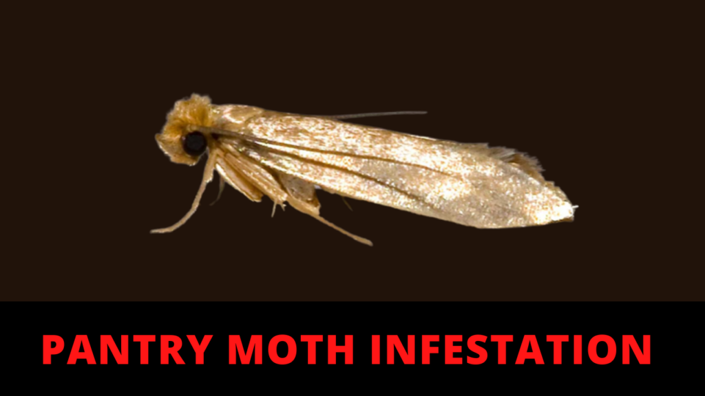 Pantry Moth Infestation Extermination: How To Get Rid Of Pantry Moths ...