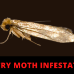 Close-up of an Indian meal moth, the most common pantry moth species