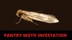 Pantry Moth Infestation