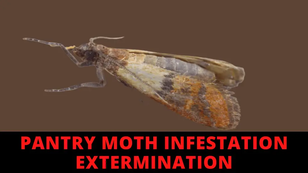 Pantry Moth Infestation Extermination: How To Get Rid Of Pantry Moths ...