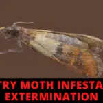 Pantry Moth Infestation Extermination