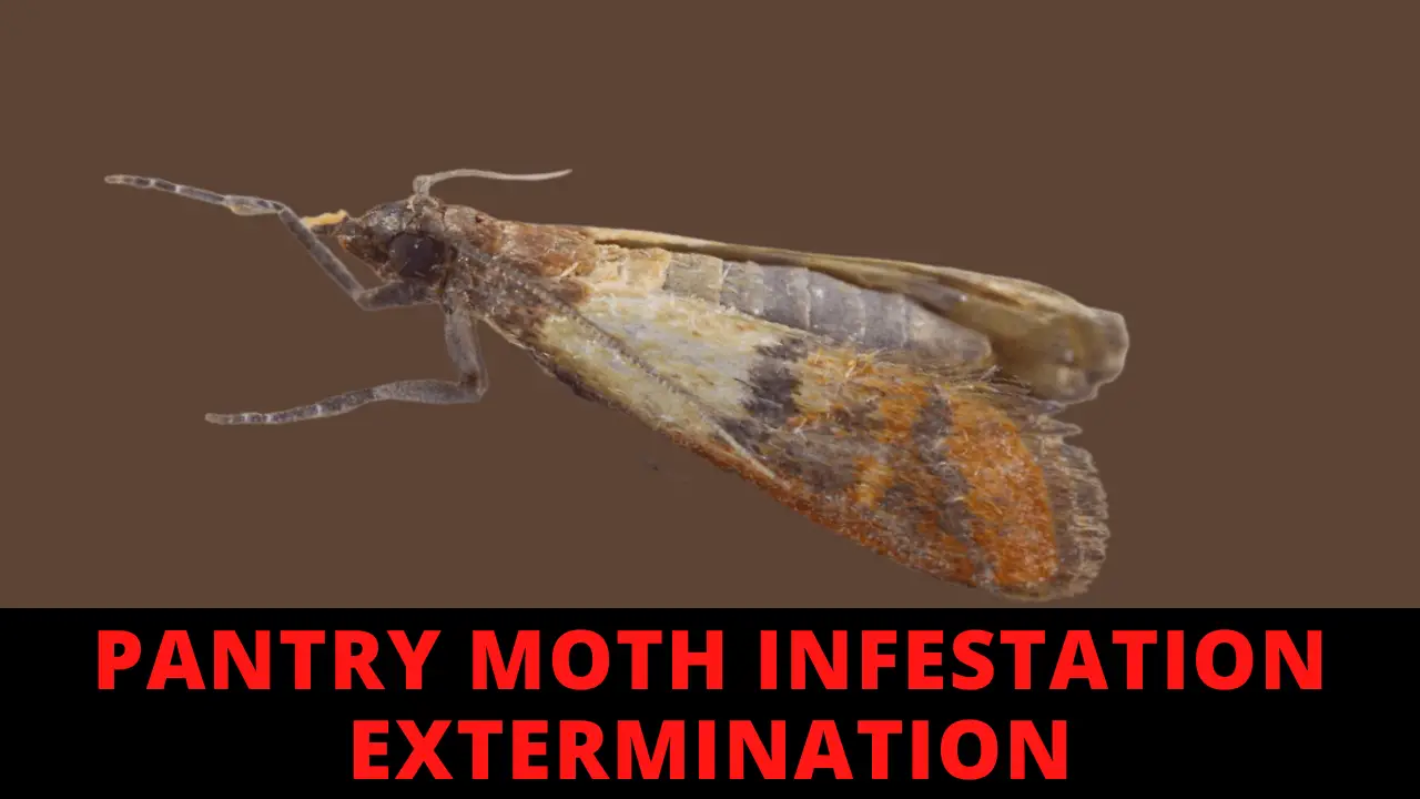 Pantry Moth Infestation Extermination