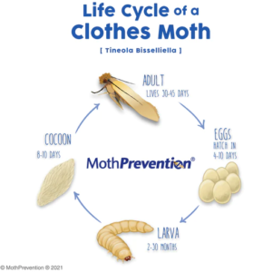 Pantry moth life circle