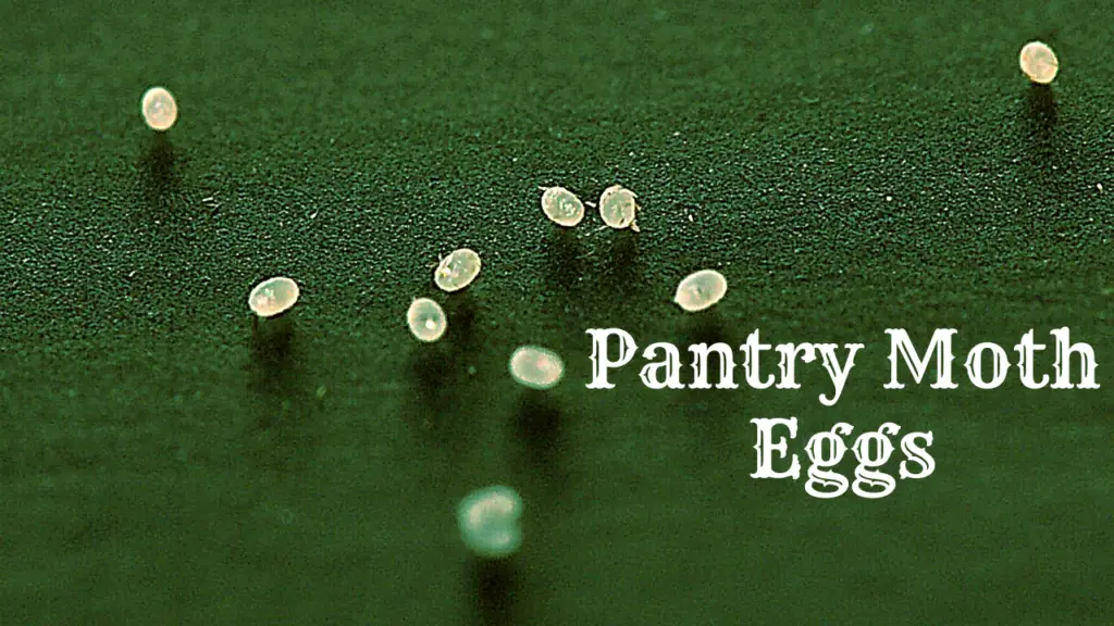 What do pantry moth eggs look like