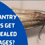 Can Pantry Moths Get Into Sealed Packages