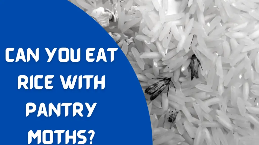 Can You Eat Rice With Pantry Moths