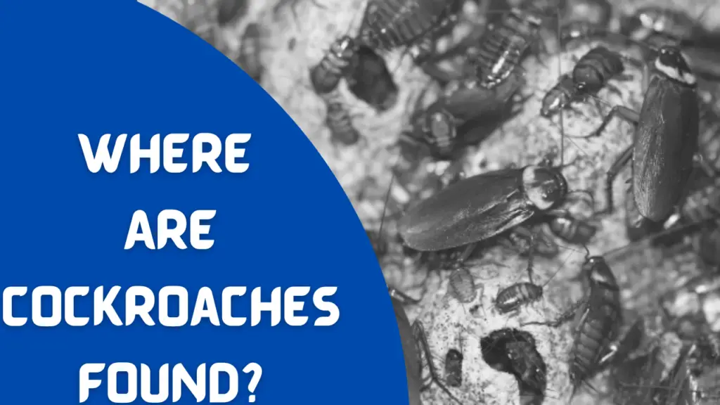 Where Are Cockroaches Found