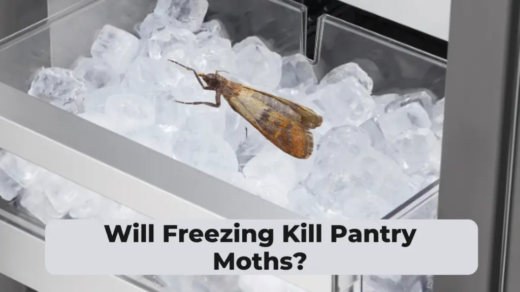 Will Freezing Kill Pantry Moths