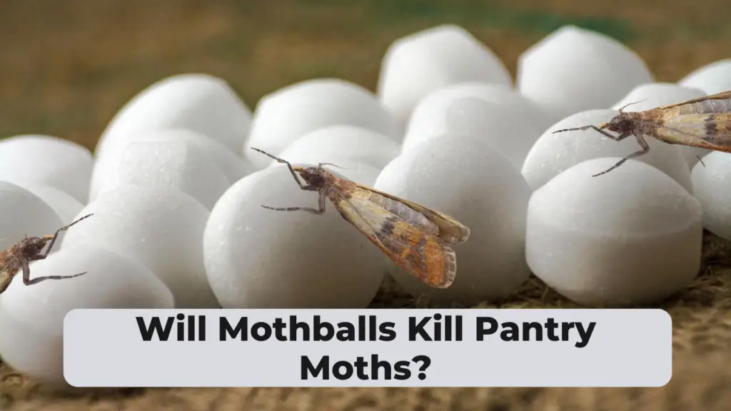 Will Mothballs Kill Pantry Moths