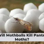Will Mothballs Kill Pantry Moths