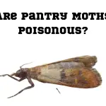 Are Pantry Moths Poisonous
