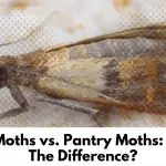 Closet Moths vs. Pantry Moths