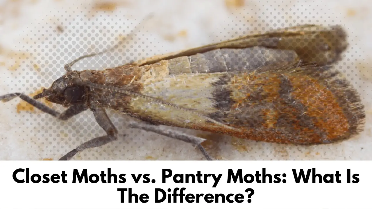 Closet Moths vs. Pantry Moths