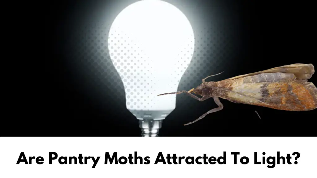 Are Pantry Moths Attracted To Light