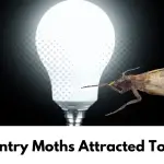 Are Pantry Moths Attracted To Light