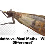 Pantry Moths vs. Meal Moths - What's the Difference?