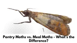 Pantry Moths vs. Meal Moths - What's the Difference?