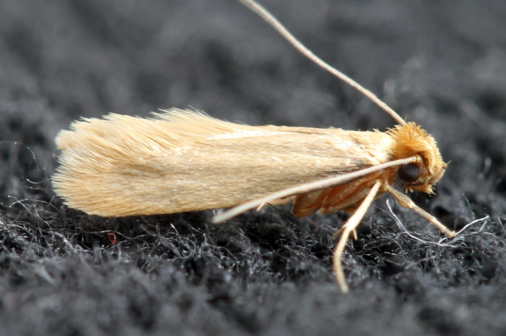 Clothes Moths vs Pantry Moths: How to Tell the Difference and Get Rid of Them 2 Clothes Moths vs Pantry Moths