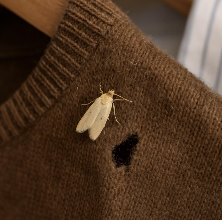 Clothes Moths vs Pantry Moths: How to Tell the Difference and Get Rid of Them 4 Clothes Moths vs Pantry Moths