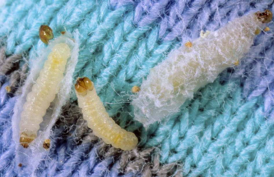 Clothes Moths vs Pantry Moths: How to Tell the Difference and Get Rid of Them 5 Clothes Moths vs Pantry Moths