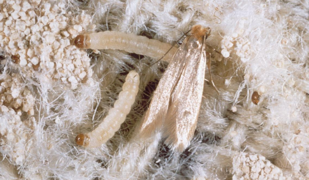 Clothes Moths vs Pantry Moths: How to Tell the Difference and Get Rid of Them 6 Clothes Moths vs Pantry Moths