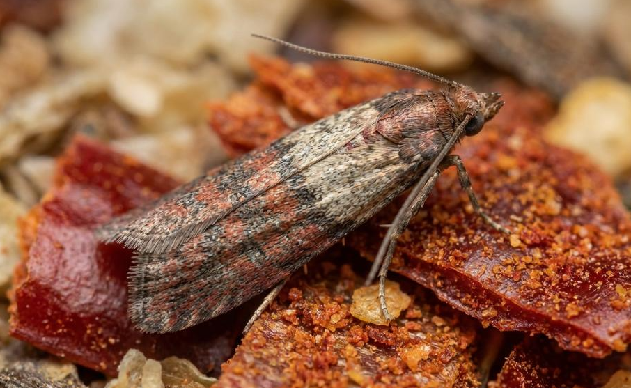 Clothes Moths vs Pantry Moths: How to Tell the Difference and Get Rid of Them 7 Clothes Moths vs Pantry Moths