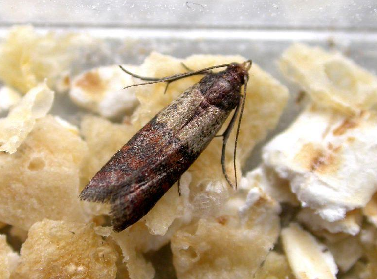 Clothes Moths vs Pantry Moths: How to Tell the Difference and Get Rid of Them 8 Clothes Moths vs Pantry Moths