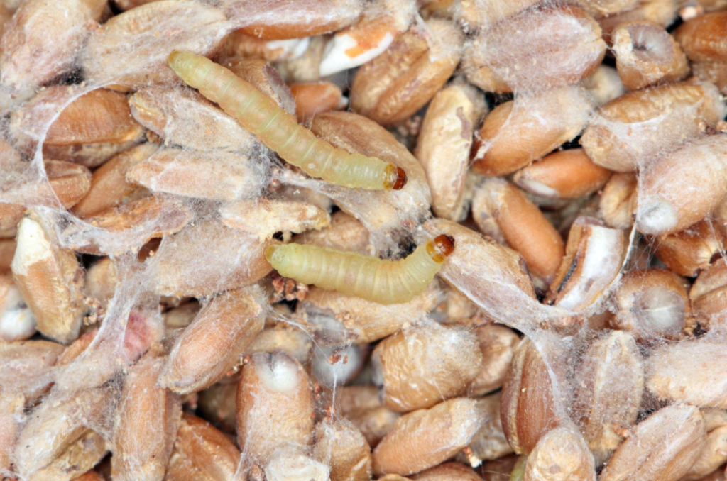Clothes Moths vs Pantry Moths: How to Tell the Difference and Get Rid of Them 10 Clothes Moths vs Pantry Moths